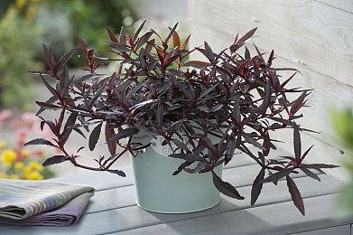 Steam上线20年 V社为原始粉添加20周年徽章